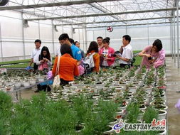 臺灣花卉在貴州綻放 落地培育助農增收致富