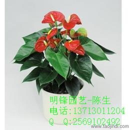 花卉植物市場全攻略 從供應批發到價格選購一站式指南