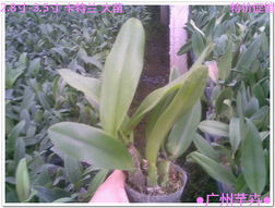 走進花卉世界網 探秘廣東省農業科學院花卉研究所的瑰麗花海