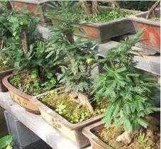 古樁雅韻與林間繁花 盆景藝術與苗木種植的產業魅力