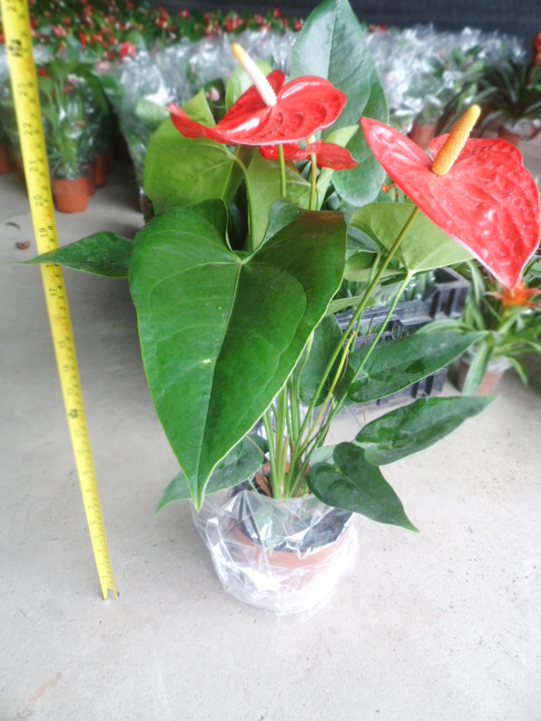 嬌陽似火 廣州希百批發(fā)花燭與火鶴的市場新趨勢
