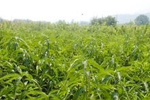 優(yōu)質(zhì)油桃苗木 從基地到果園的成功之路