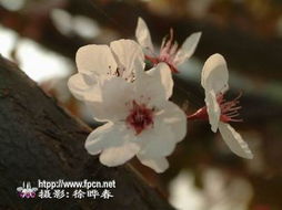 安徽省合肥經(jīng)緯園林苗圃 花卉展示與設(shè)計(jì)之美