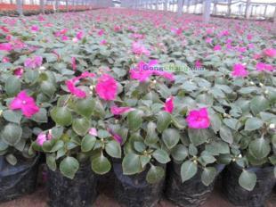 山東省濰坊青州市萬美草花花卉苗木基地 一站式采購非洲鳳仙的理想選擇